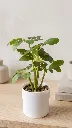 01.webp