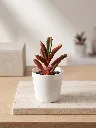 mini 17.webp
