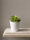 mini 15.webp