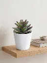 mini 13.webp
