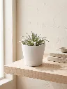 mini 11.webp