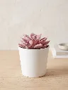 mini 10.webp