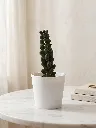 mini 7.webp