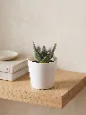 mini 6.webp