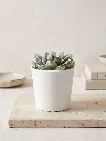 mini 1.webp