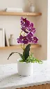 o4.webp